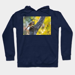 Autumn Kestrel Hoodie